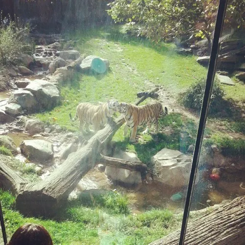 Philadelphia Zoo tigers