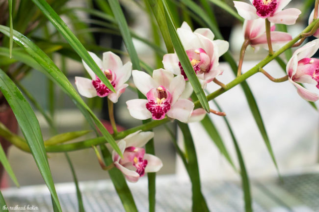 I'm sharing a few photos from this year's annual Philadelphia Flower Show, an event put on the Philadelphia Horticultural Society. This year's theme is Holland.