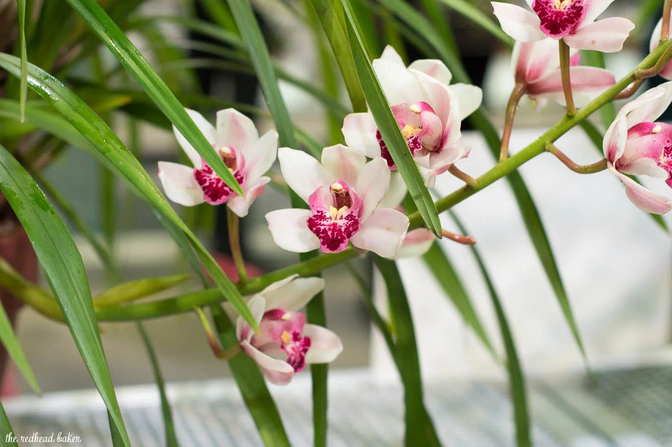 I'm sharing a few photos from this year's annual Philadelphia Flower Show, an event put on the Philadelphia Horticultural Society. This year's theme is Holland. 