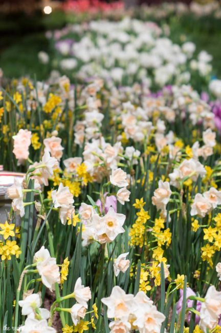 I'm sharing a few photos from this year's annual Philadelphia Flower Show, an event put on the Philadelphia Horticultural Society. This year's theme is Holland.