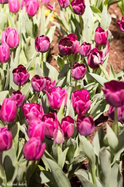 I'm sharing a few photos from this year's annual Philadelphia Flower Show, an event put on the Philadelphia Horticultural Society. This year's theme is Holland.