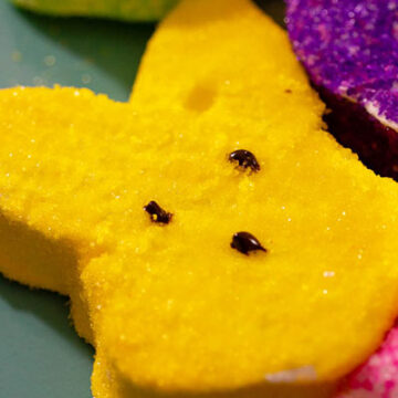 A homemade marshmallow bunny coated in yellow sanding sugar